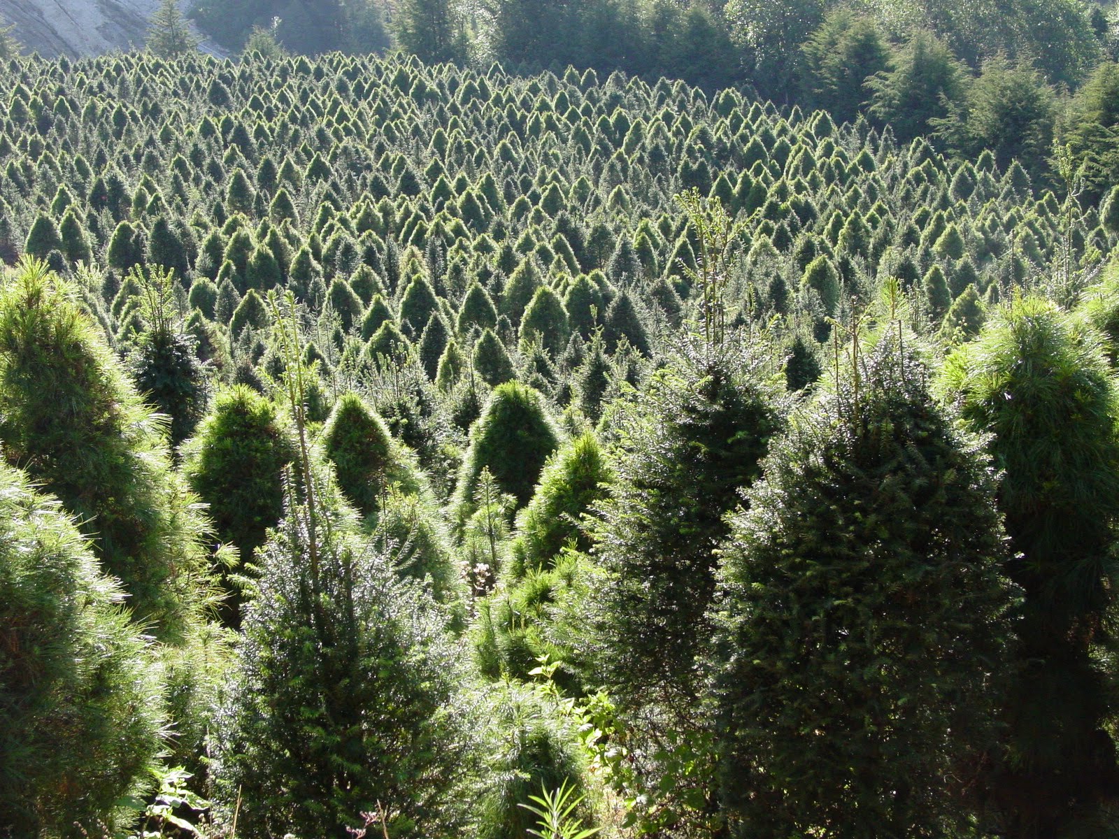 Lugares para comprar árboles de navidad ecológicos en el DF