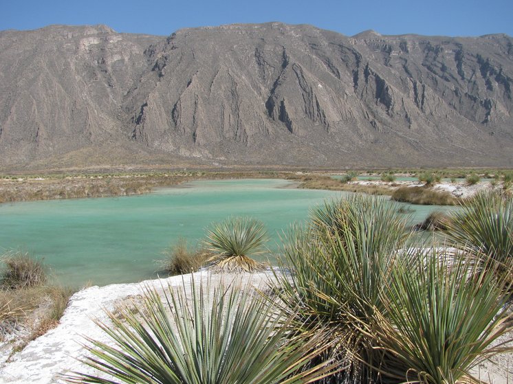 Cuatrocienegas Desert: One of the 38 Municipalities of the State of Coahuila, in the north of Mexico. It is located in the Central Desert Region of the same State and is home to an important ecological reserve which has several endemic organisms.