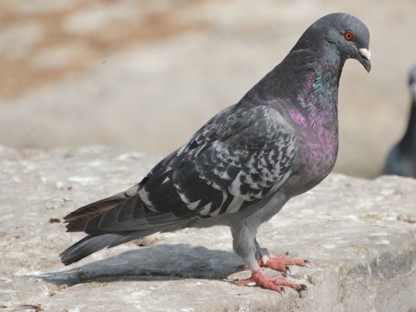 Rock Pigeon Columba livia Petit08 m