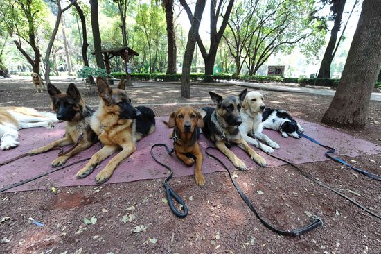 Los mejores parques para perros en la Ciudad de México