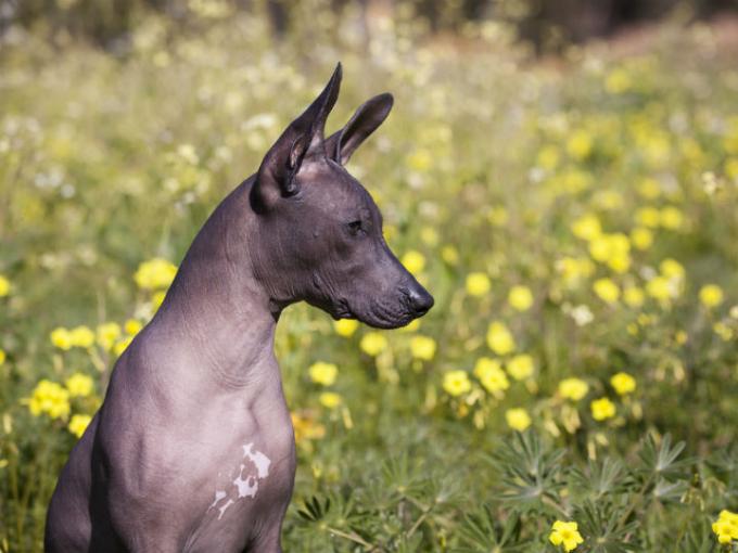 The History Of The Xoloitzcuintle From Mexican Guardian To Cdmx Heritage The Guerrero Post