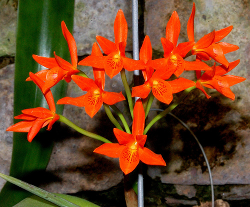 El arte y la belleza de las orquídeas llega a San Ángel