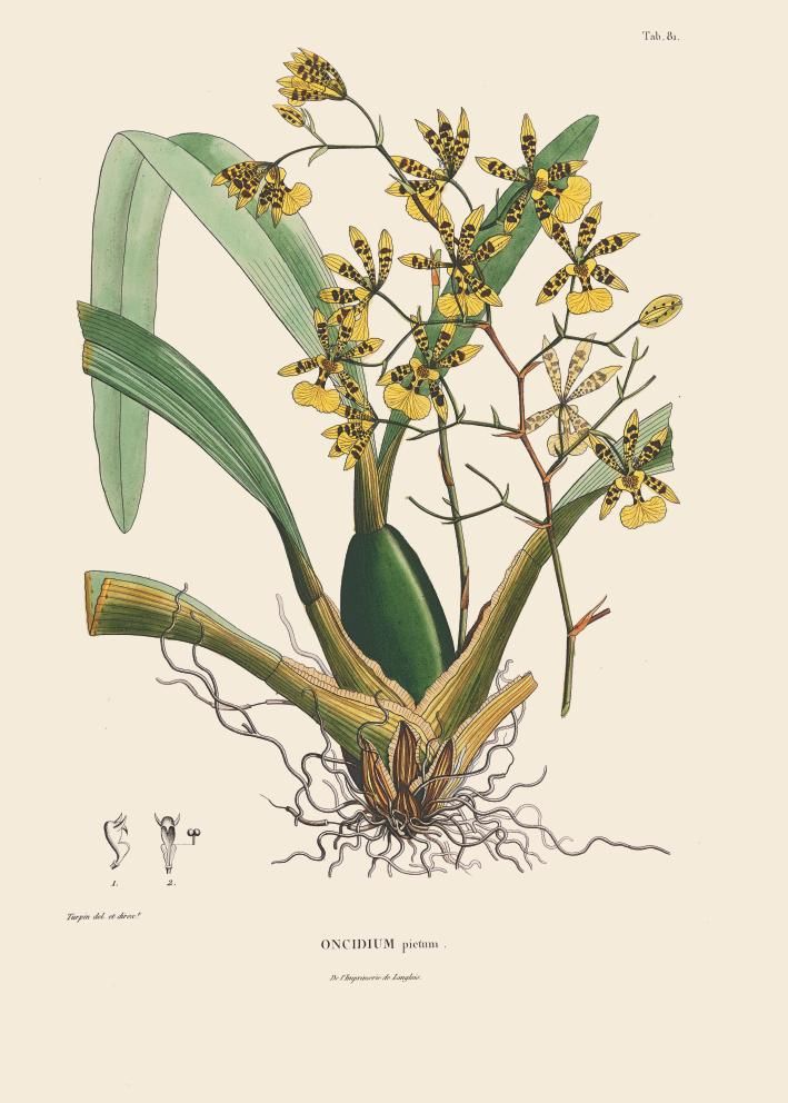 orquideas 