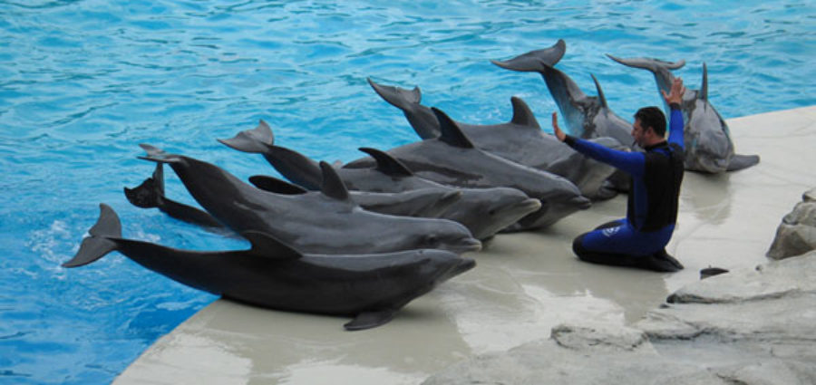 delfines 