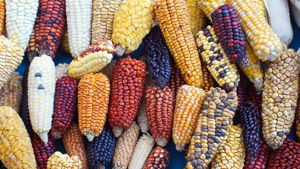 El mito azteca que narra la historia de la llegada del maíz