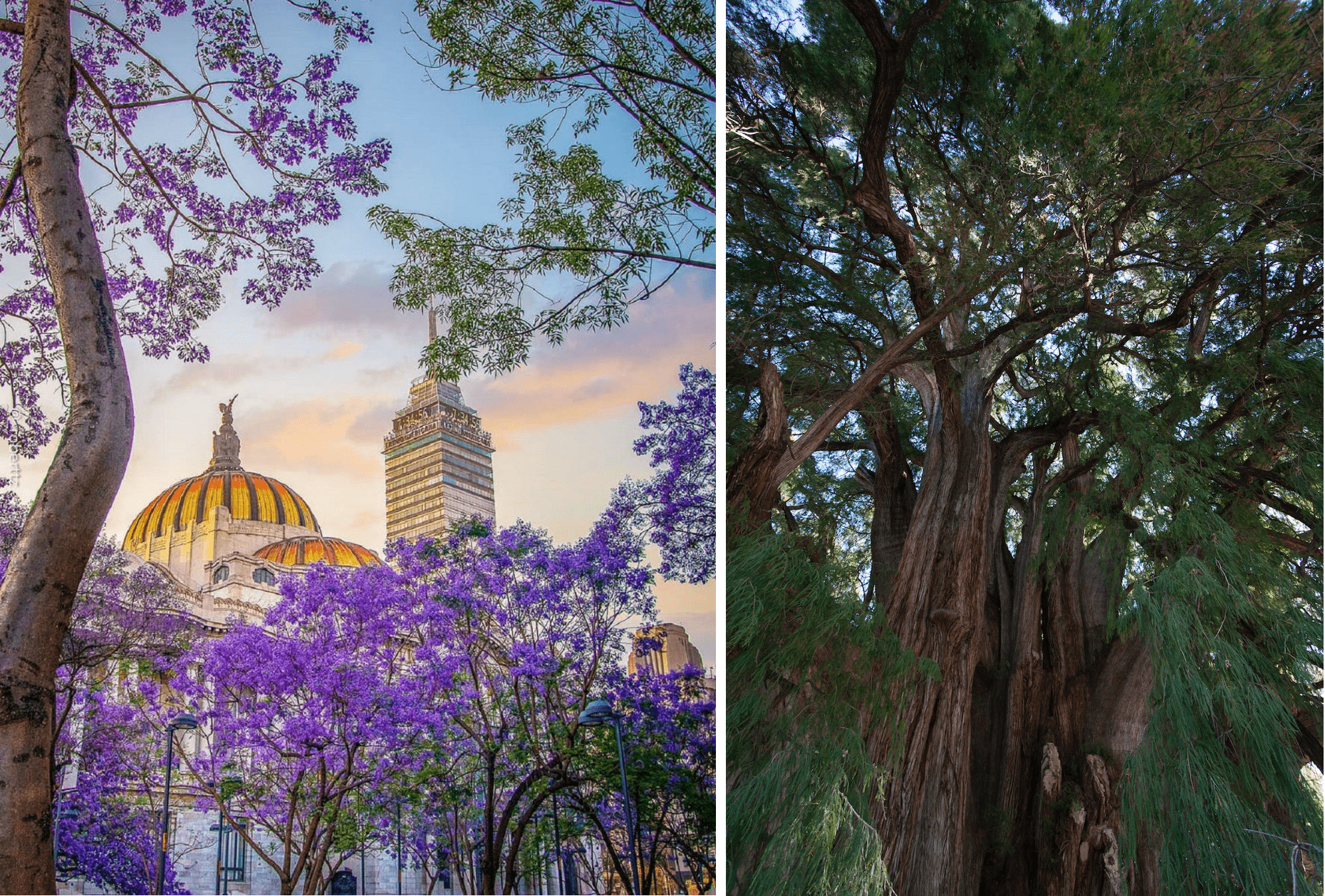 Siete de los árboles más bellos que habitan la Ciudad de México