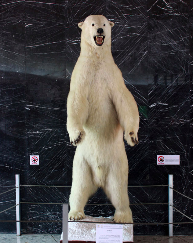 Osos polares, insectos raros y dinosaurios: el Museo de Historia Natural