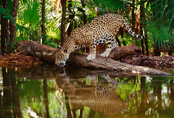 jaguares 
