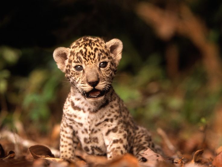 jaguares 