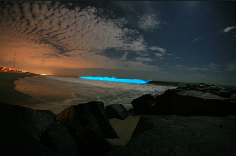 bioluminiscente 
