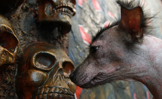 La leyenda del Xoloitzcuintle, el perro azteca que es una joya arqueológica