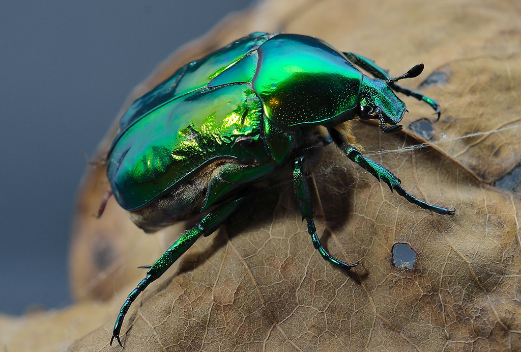 El Mayate, escarabajo de junio. 