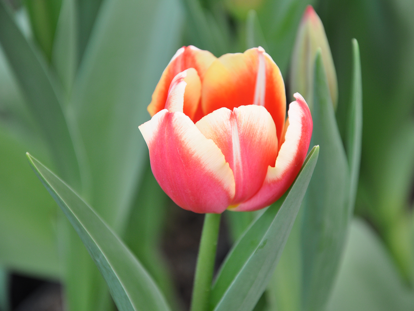 Hermosas imágenes de los campos de tulipanes | Bien Común