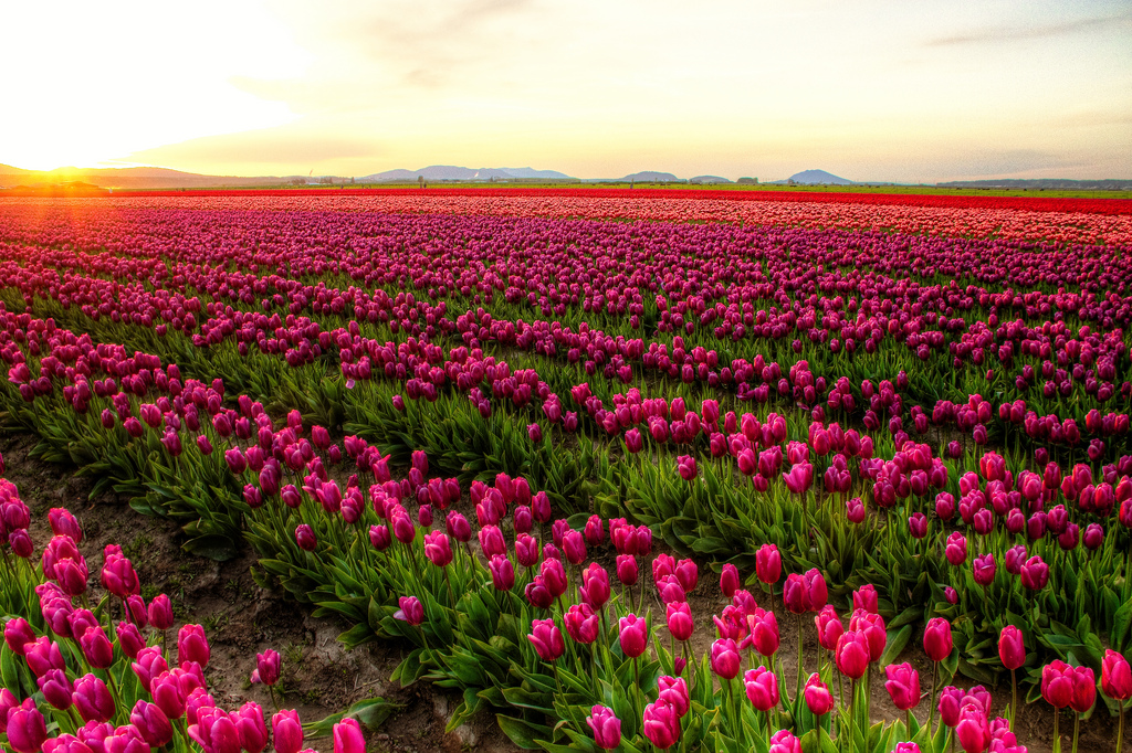 Hermosas fotografías de campos de tulipanes en México