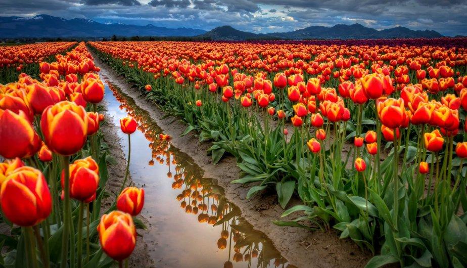 Hermosas fotografías de campos de tulipanes en México