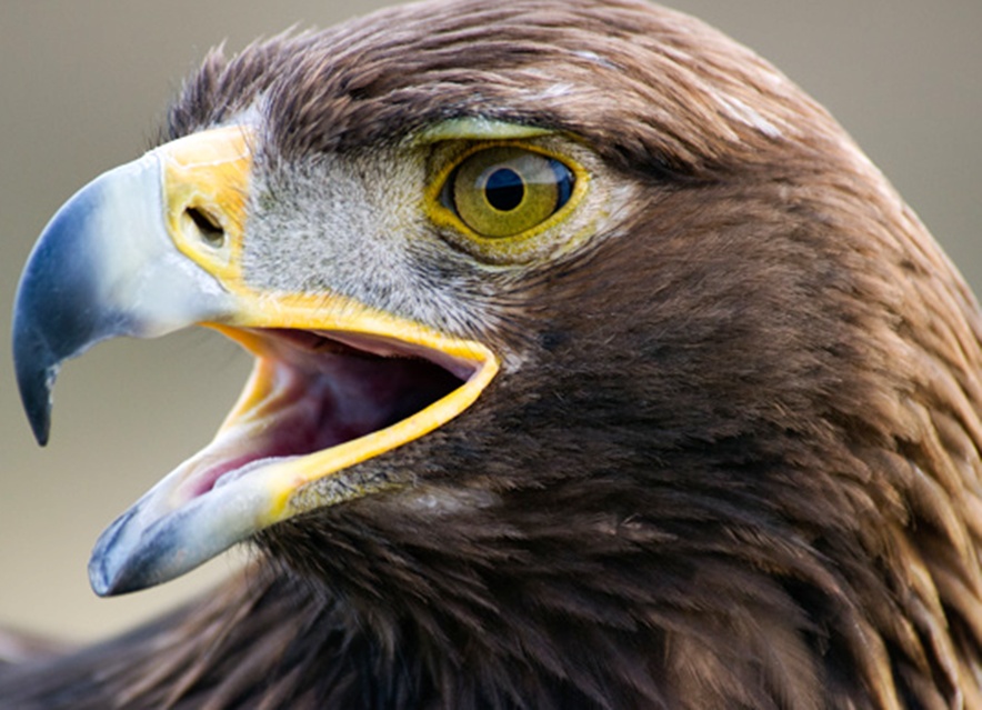 El águila real: símbolo de guerra, libertad y soberanía en México