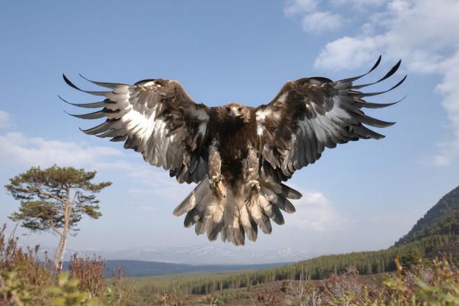 El águila real: símbolo de guerra, libertad y soberanía en México