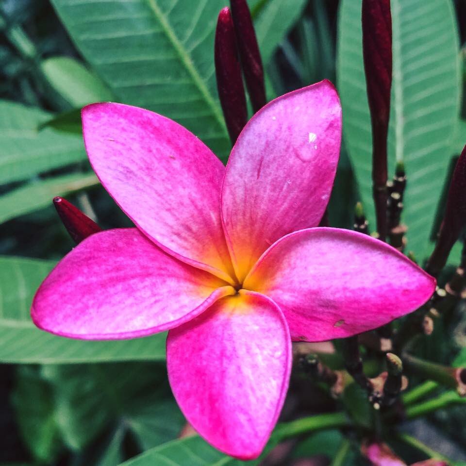 La flor de mayo, Cacaloxóchitl o Sak-Nikté, es una flor preciosa