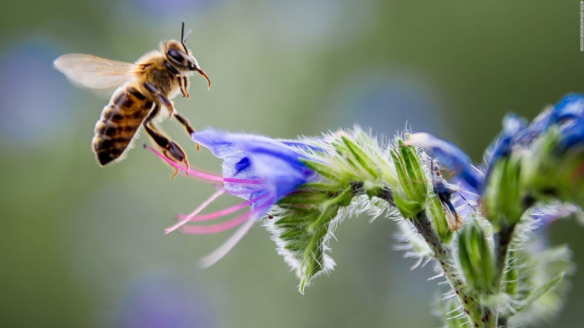 Pierde CDMX colmenas de abejas por crecimiento urbano - El Sol de México