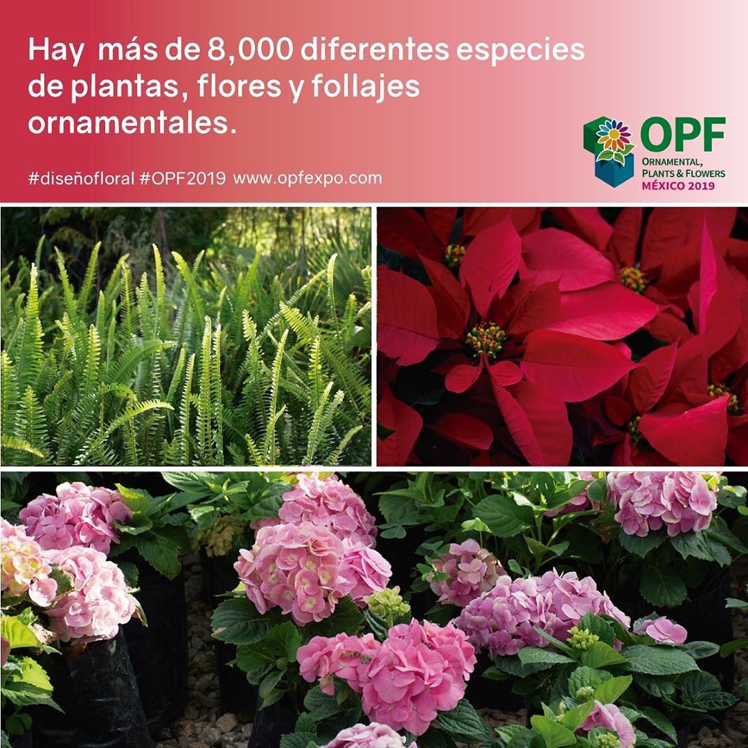 Ornamental Plants & Flowers: el evento más grande de flores en México