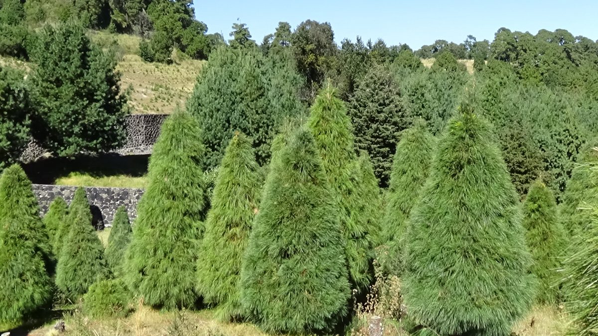 Sitios donde puedes comprar o rentar pinos en maceta para una eco-navidad