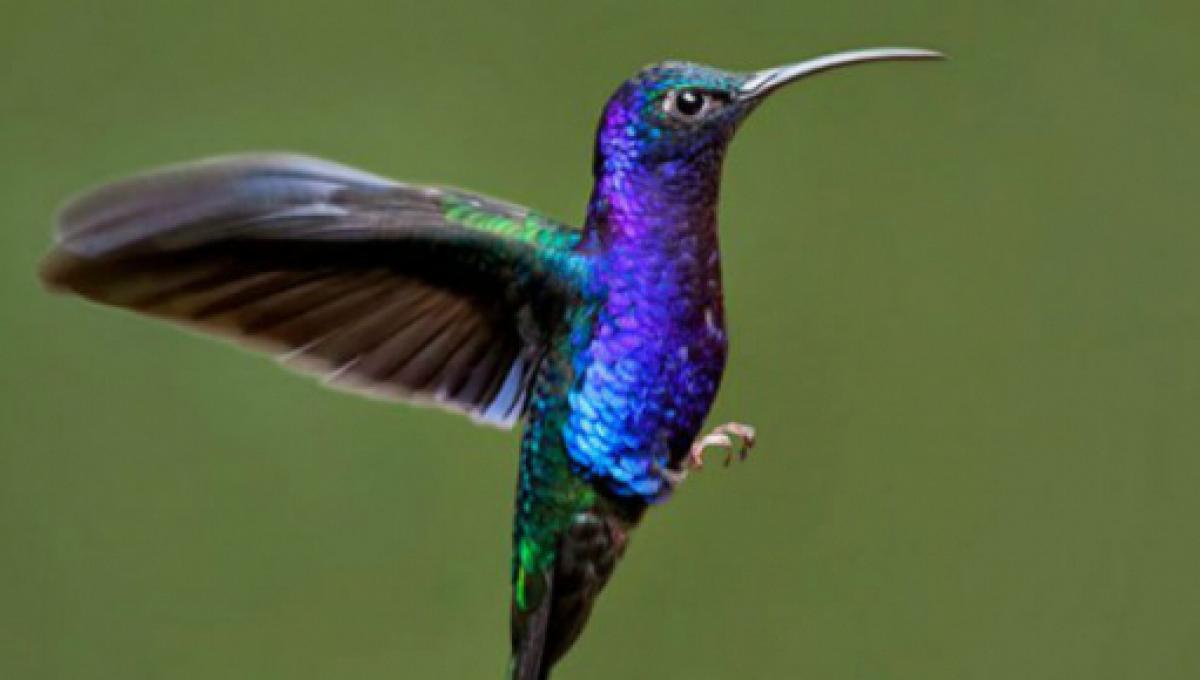 la leyenda maya del colibrí
