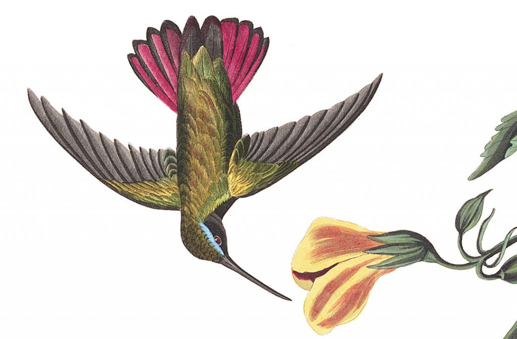la leyenda maya del colibrí