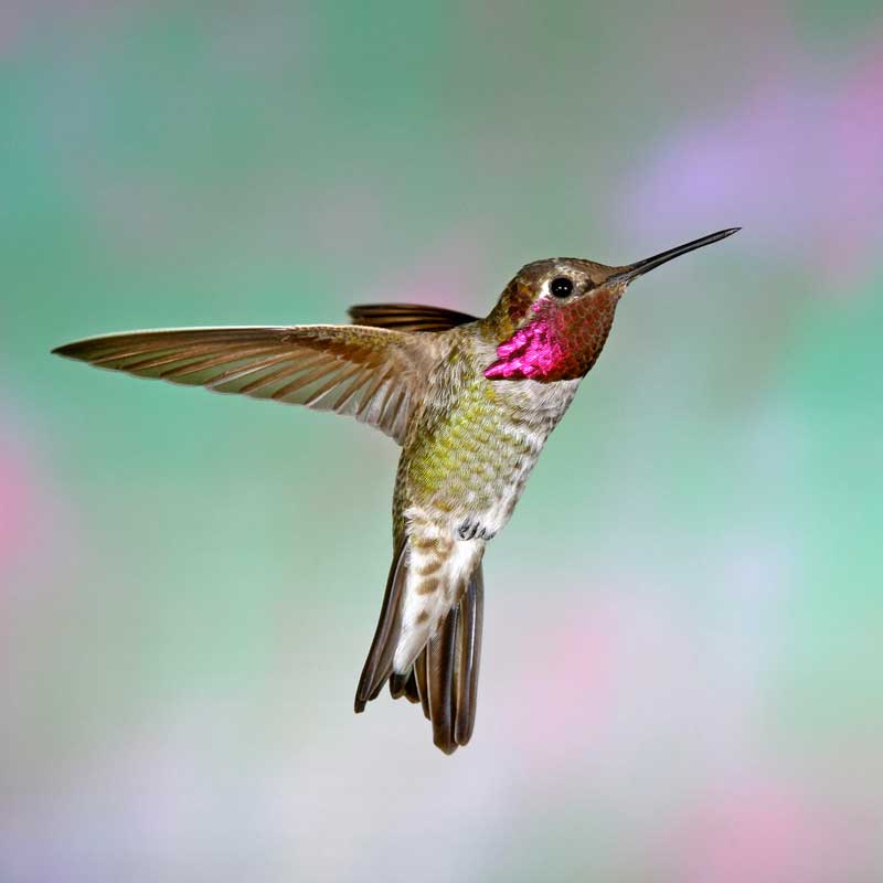 leyenda del colibrí maya