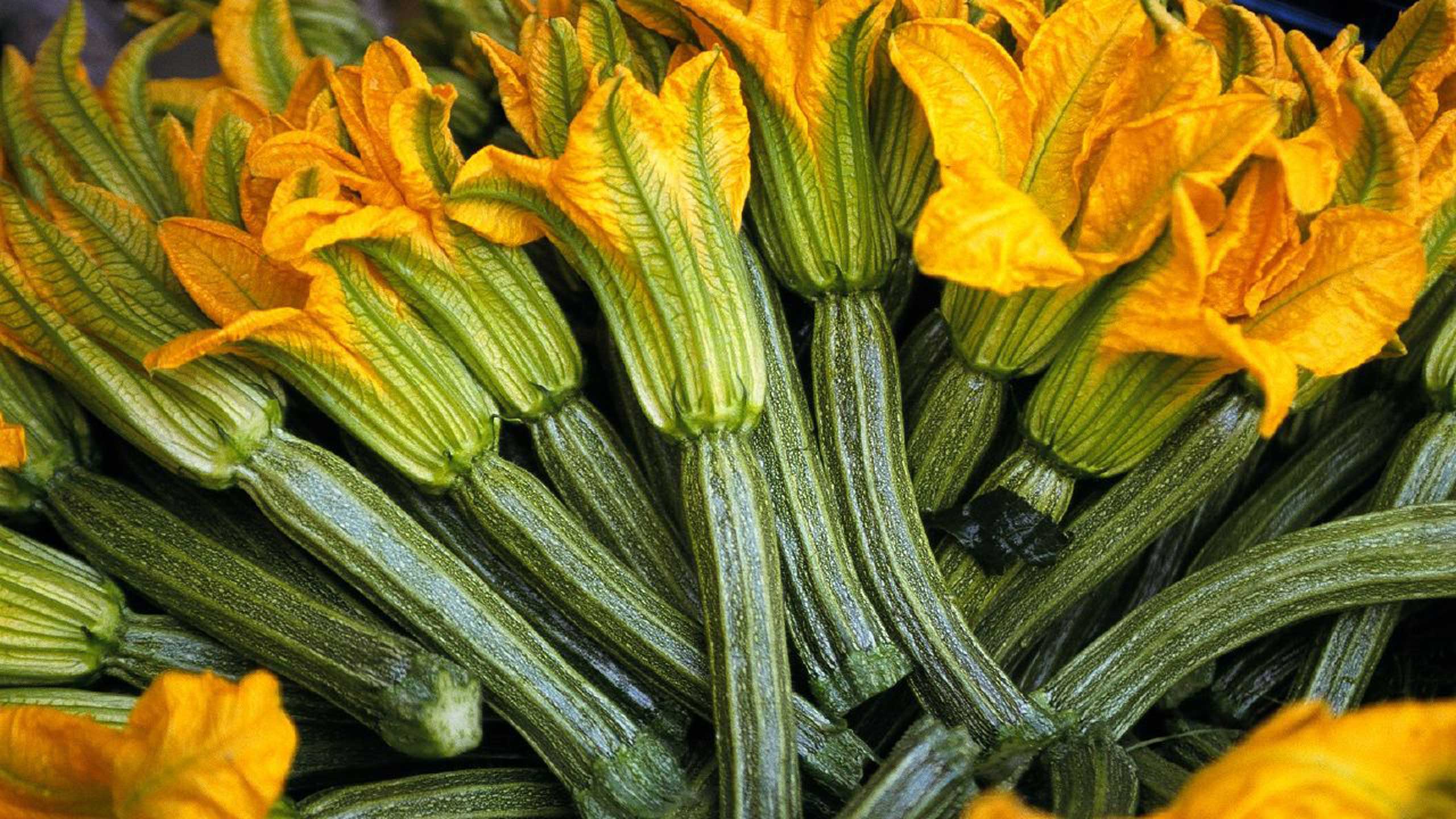 La flor de calabaza es una maravilla gastronómica mexicana
