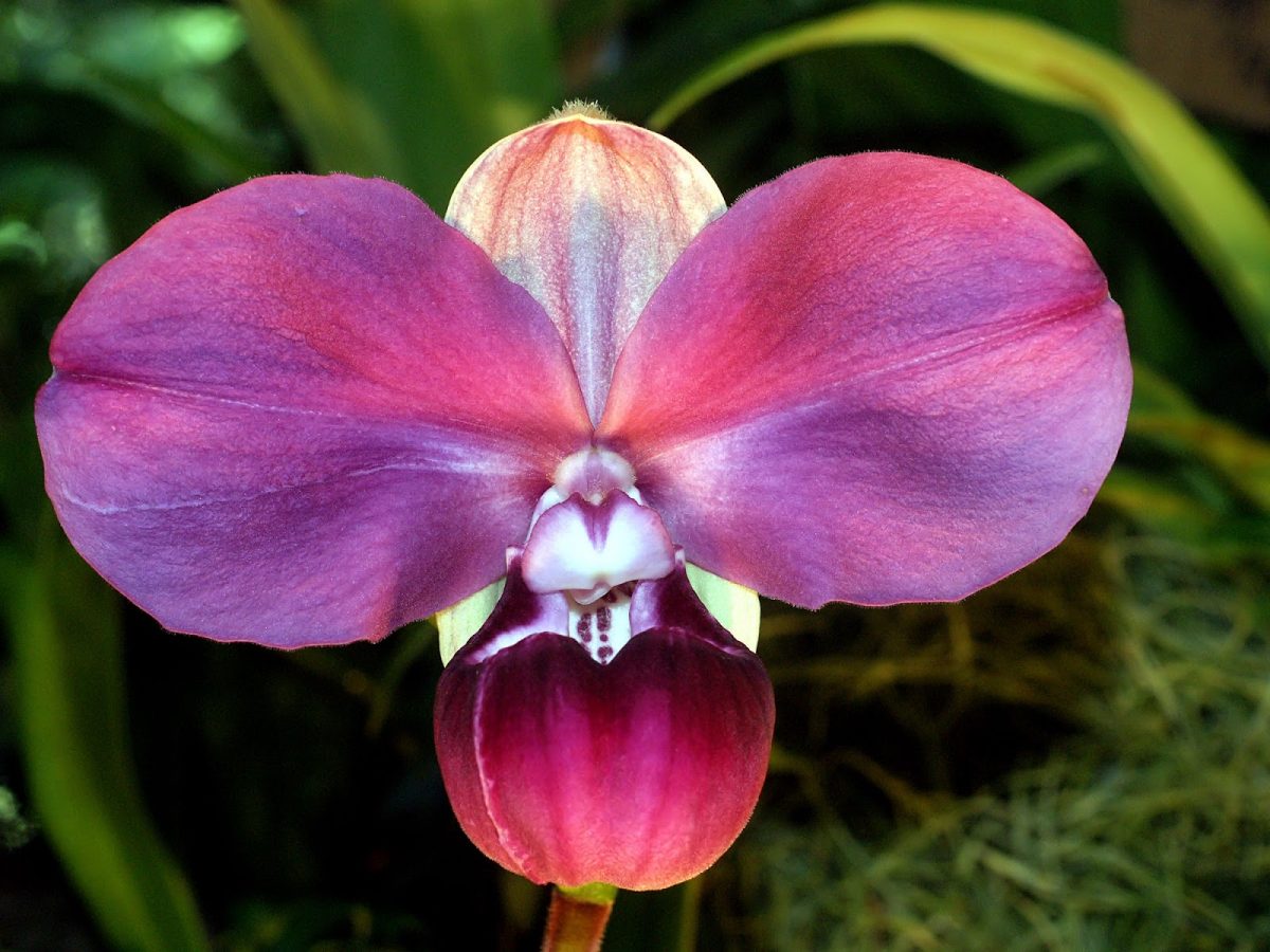 Propósito ecológico de año nuevo: cuidar las orquídeas en peligro de  extinción
