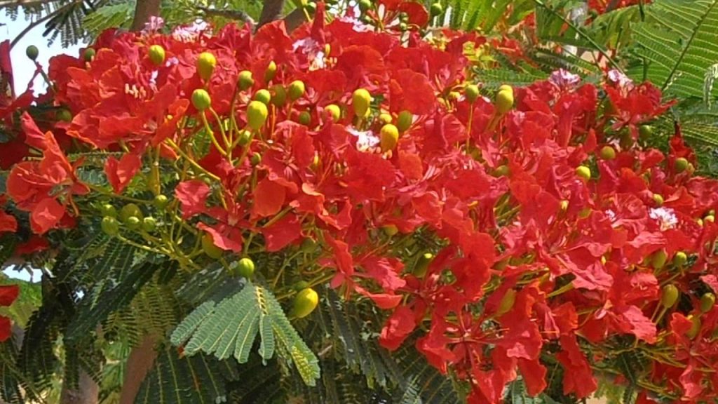 El asombroso flamboyán o árbol de la Malinche que resurge en Primavera