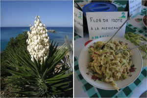 Chochas o flor de izote, la joya de la gastronomía tamaulipeca