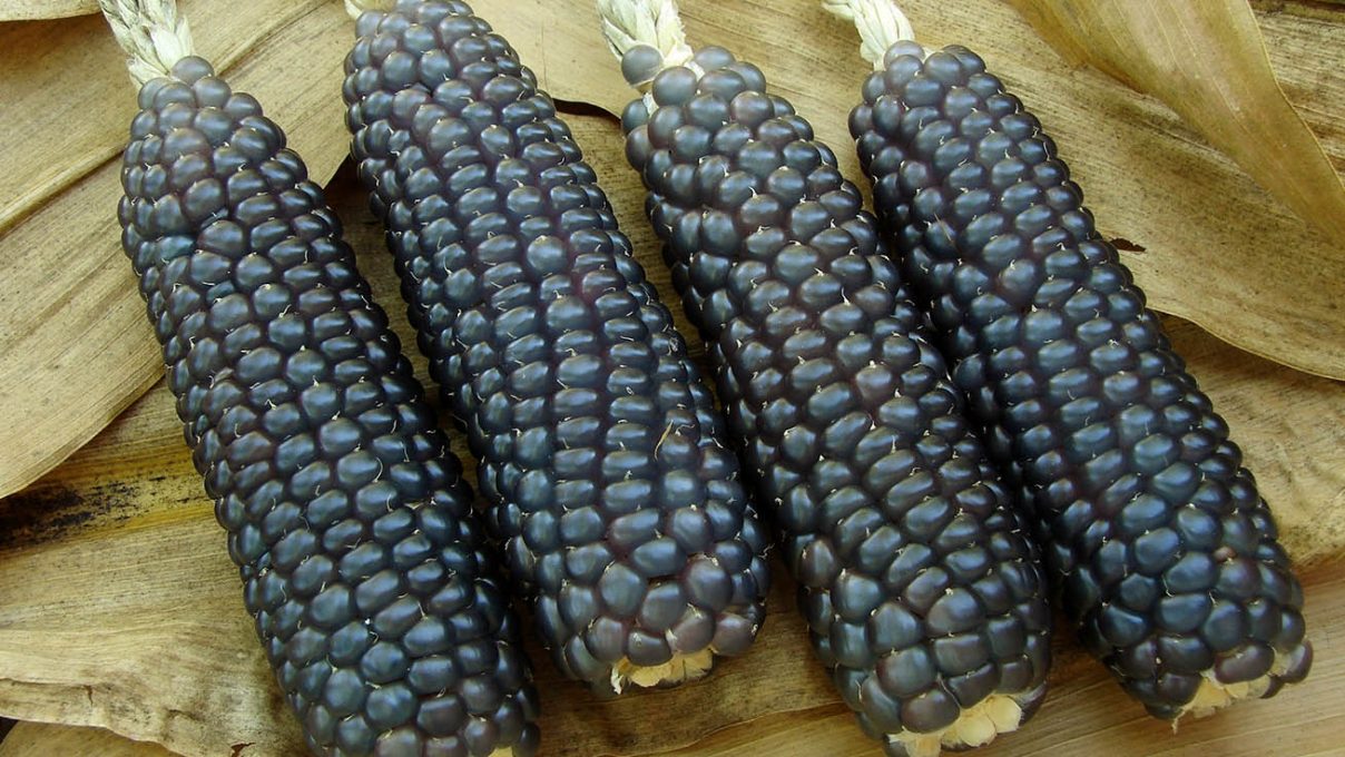 El maíz negro, la deliciosa mazorca con más propiedades benéficas