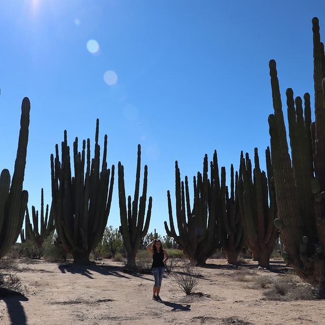 Saguaro: lo que tiene de especial este ícono del desierto