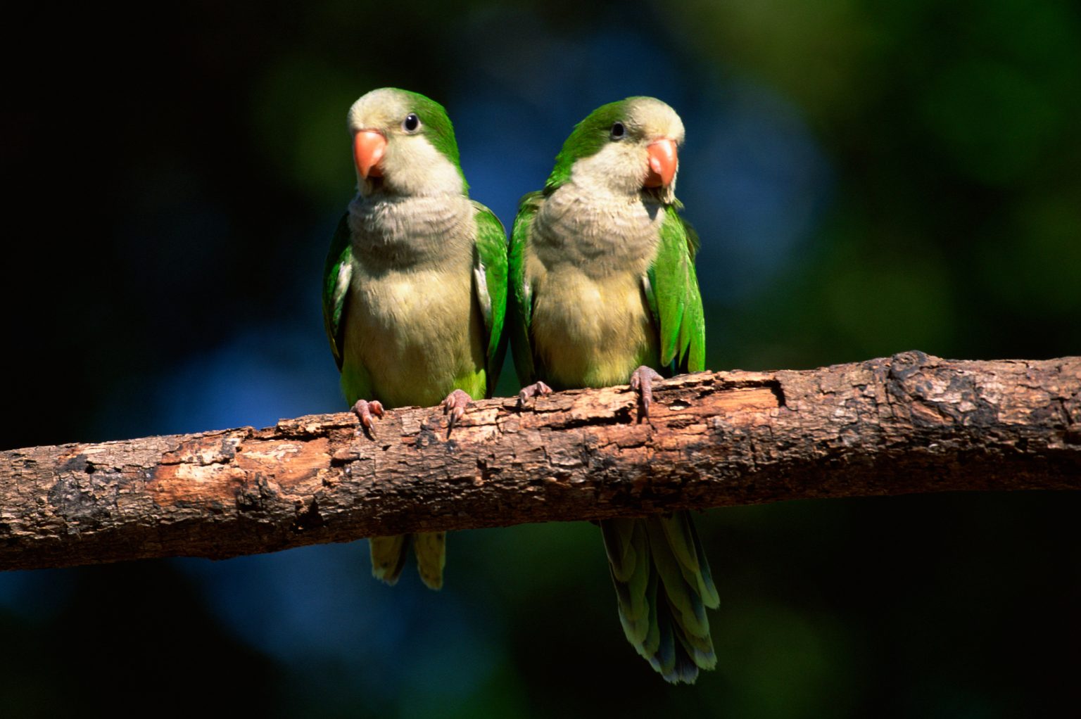 Parrots are the pets. Квакер попугай. Обои с попугаями монах. Квакер дерется с двумя попугаями. Cotorra.